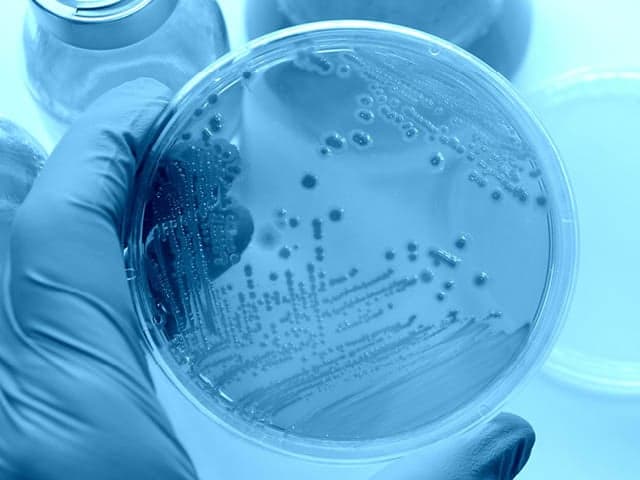 antimicrobial testing