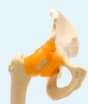 hip bone