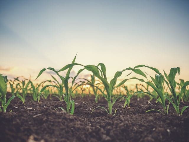 agriculture-page