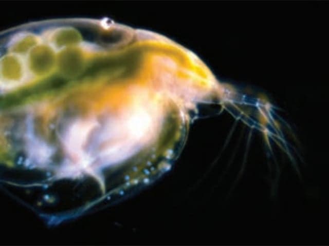 aquatic toxicity testing laboratory organism