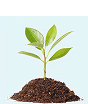Plant growing from soil
